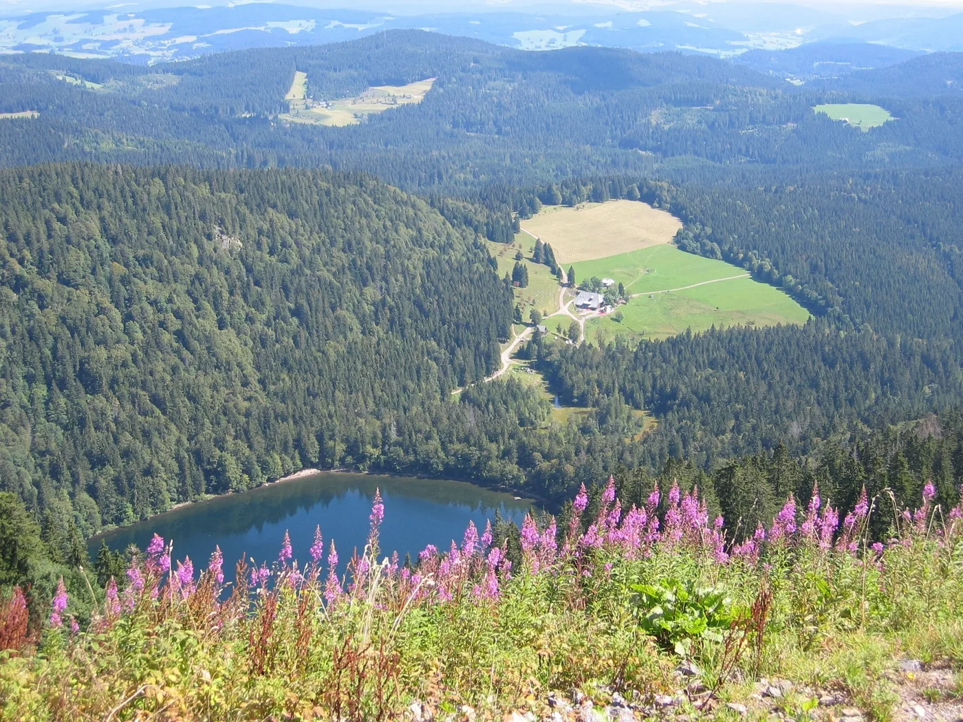 Sommerlicher Blick über Wald und Tal mit blühendem Fingerhut
