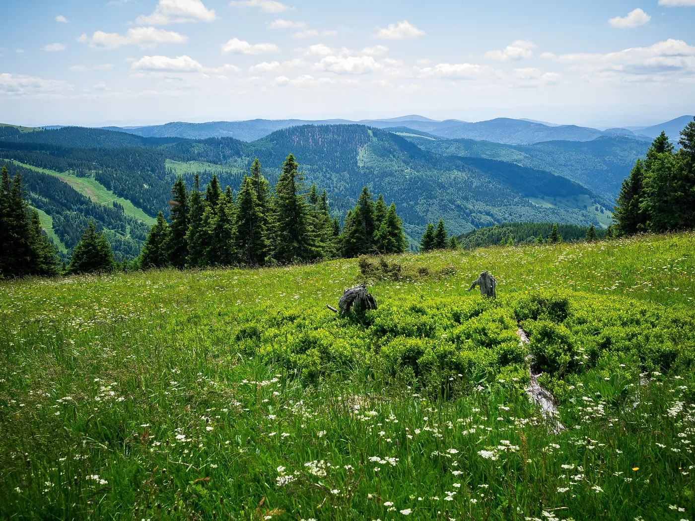 Blühende Gipfelwiesen am Feldberg