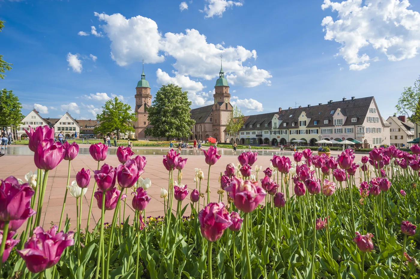 Frühlingstulpen vor dem Marktplatz