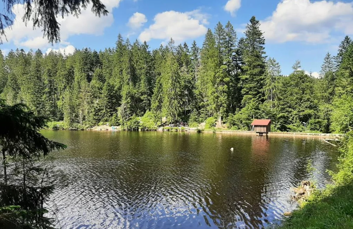 Der Glaswaldsee im Wald