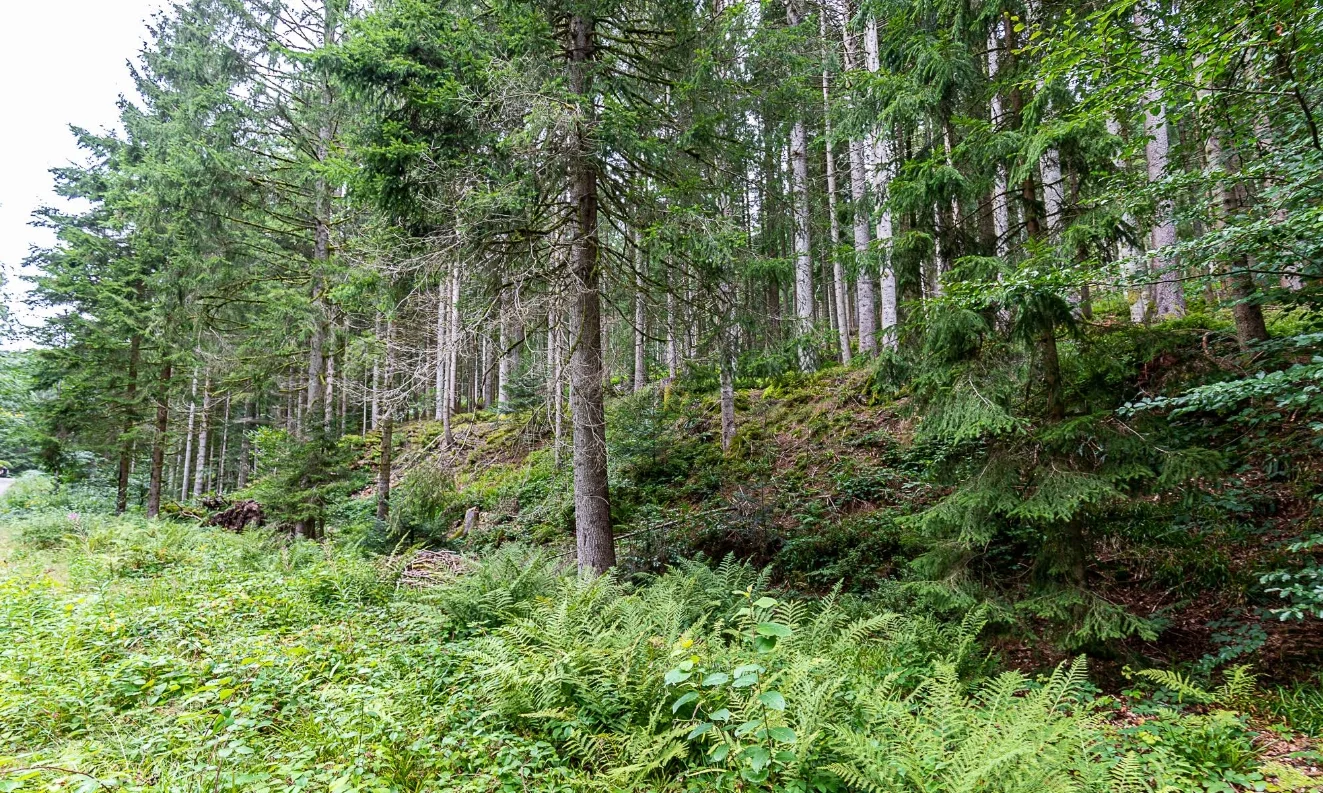 Wilder Wald rund um den Glaswaldsee