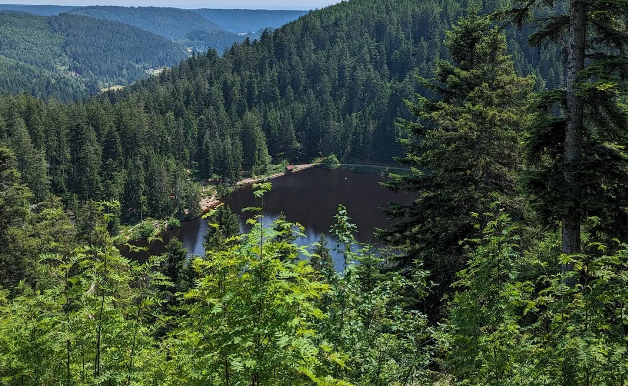 Blick durch die Bäume hinab zum Glaswaldsee.
