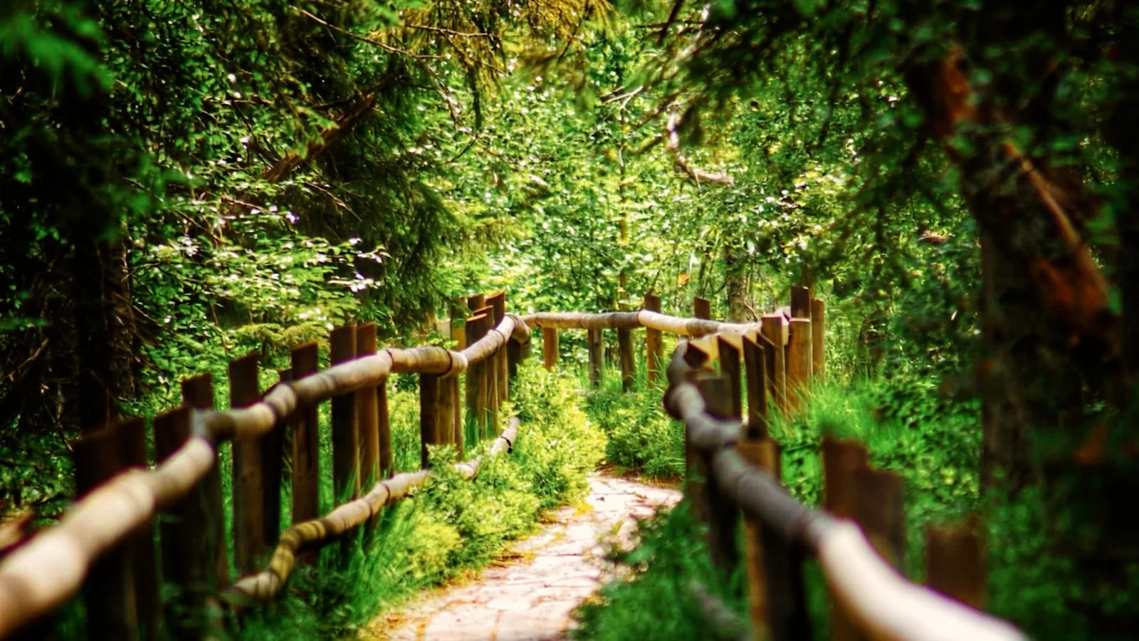 Der Weg zum Hohlohsee durch den Wald