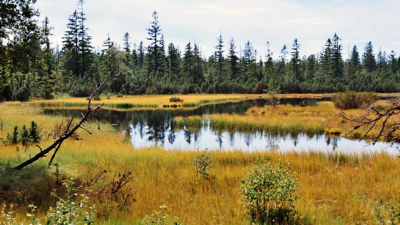 Moorsee im Hochmoor bei Kaltenbronn