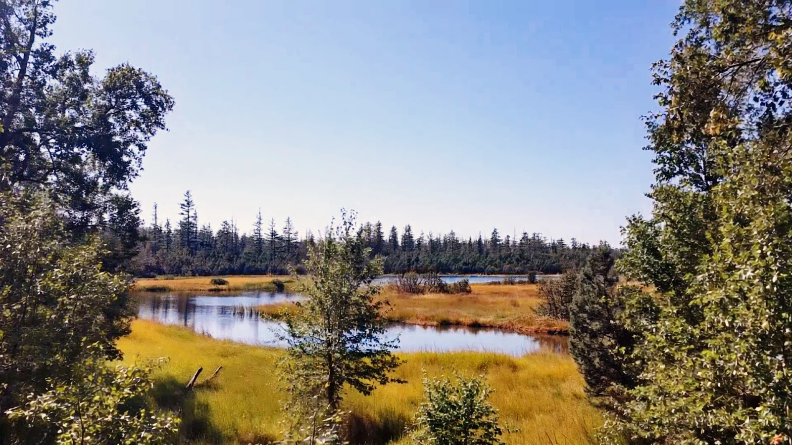 Weite Moorlandschaft am Hohlohsee