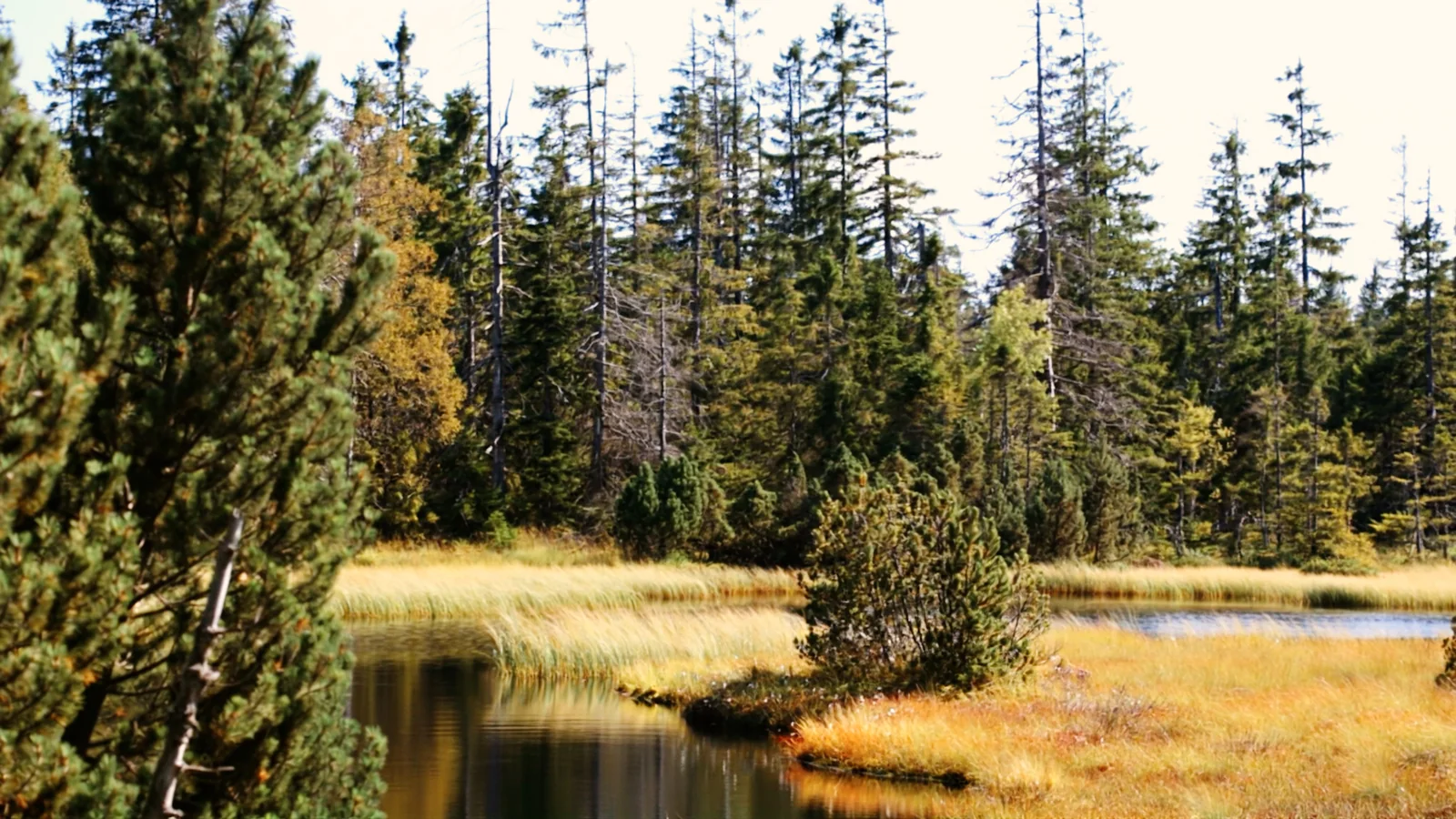 Herbststimmung am Hohlohsee