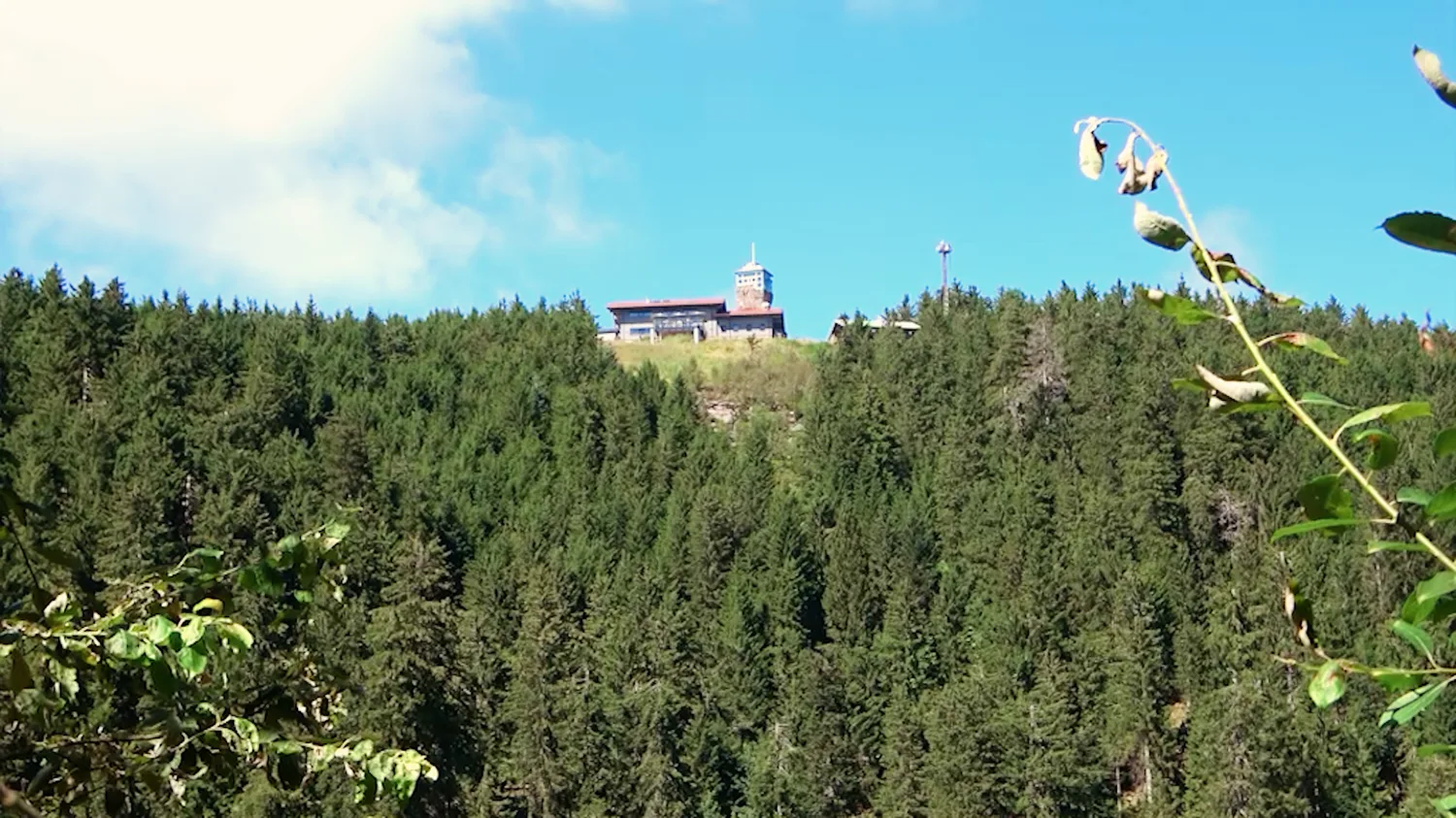 Der Hornisgrindeturm über den Wäldern