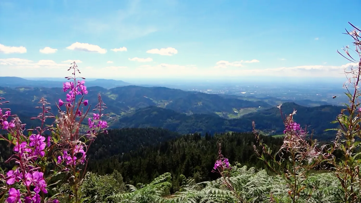 Sommerblüten am Hornisgrinde-Plateau