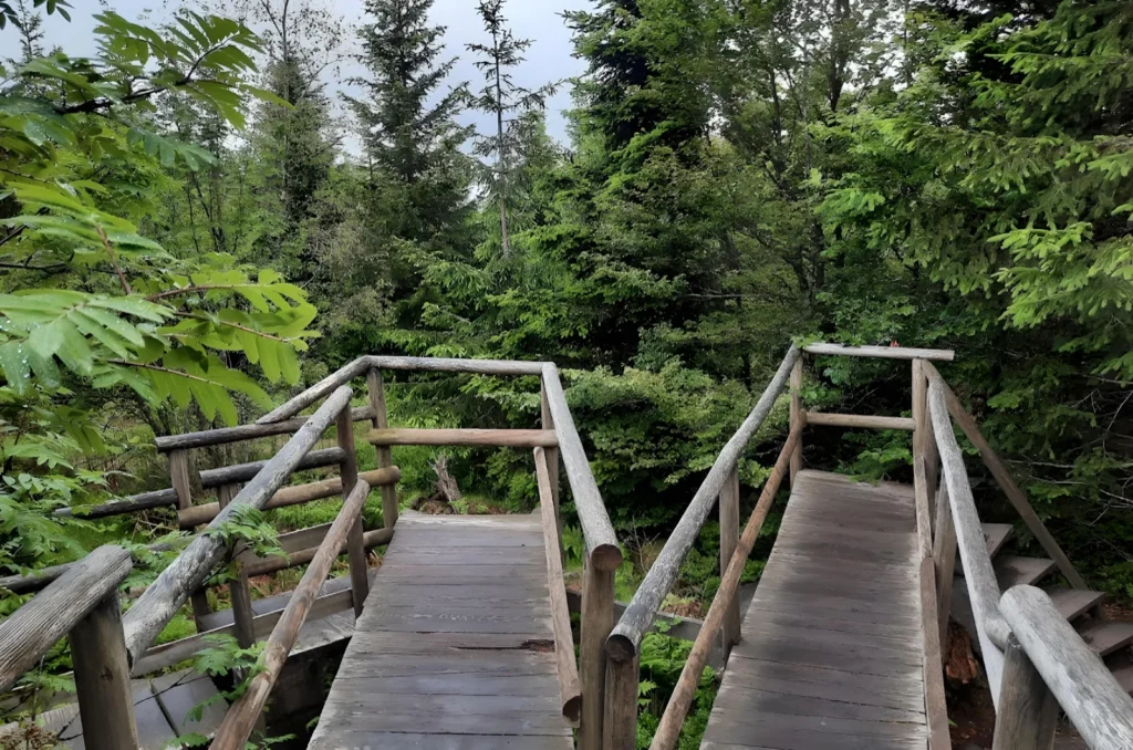 Der Lotharpfad auf der Schwarzwaldhochstraße
