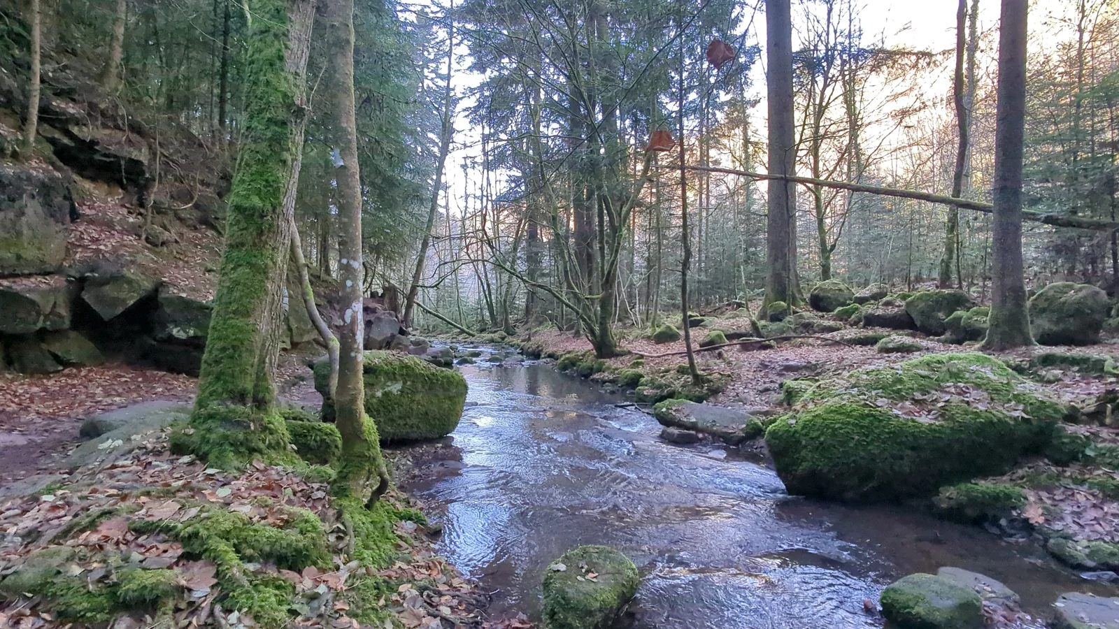Der Monbach in der bewaldeten Schlucht