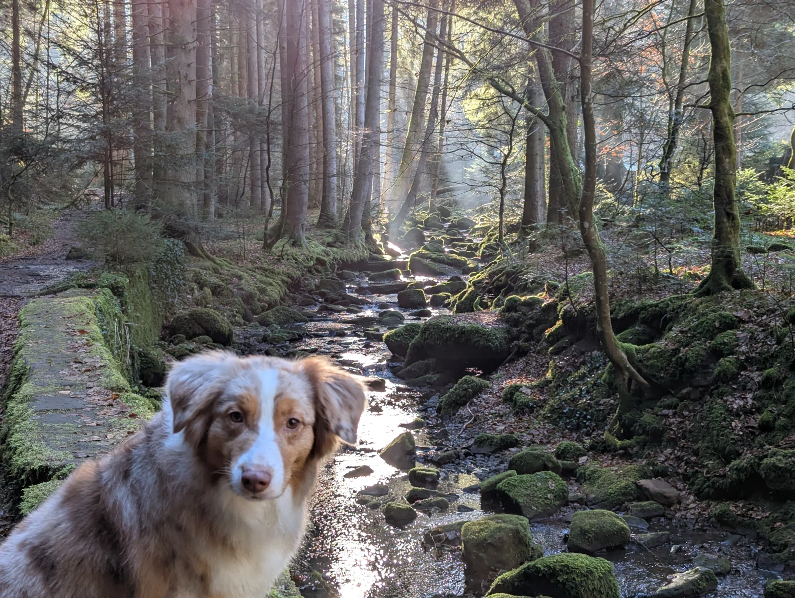 Wanderweg entlang des Monbachs