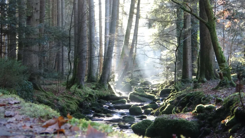 Sonnenstrahlen fallen in die Monbachschlucht