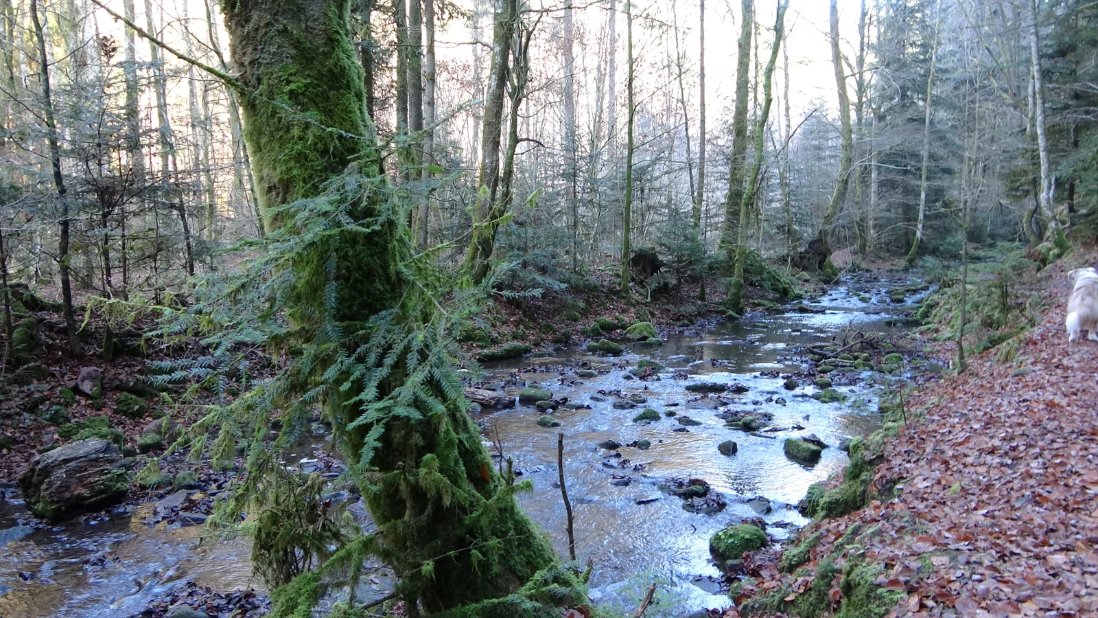 Moosbewachsene Felsen am Monbach