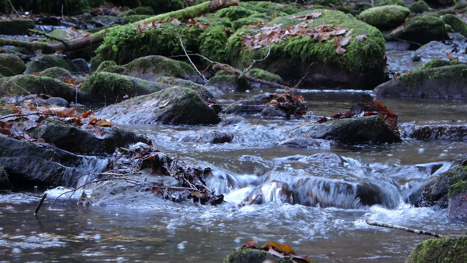 Klares Wasser des Monbachs in der Schlucht