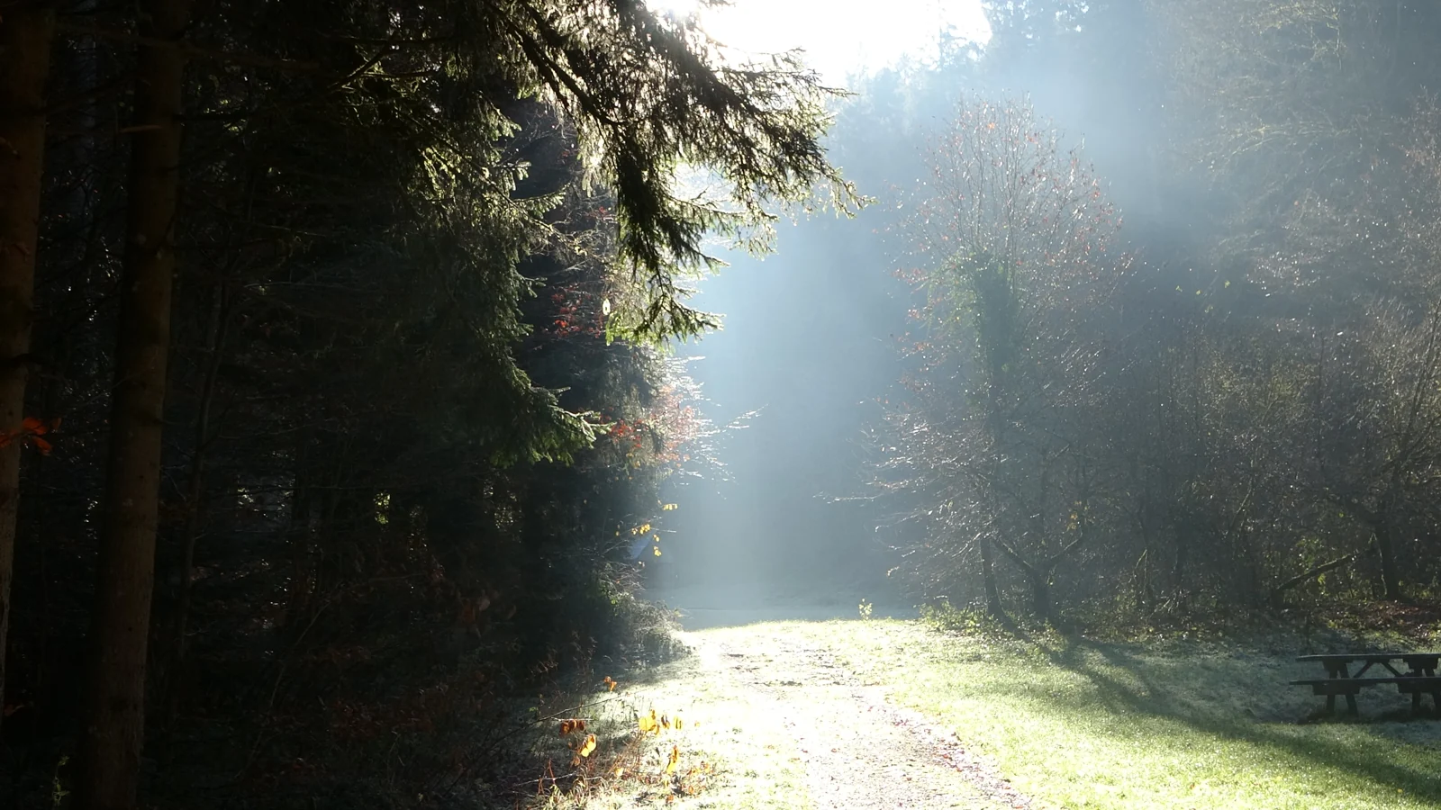 Morgenlicht über dem Monbach