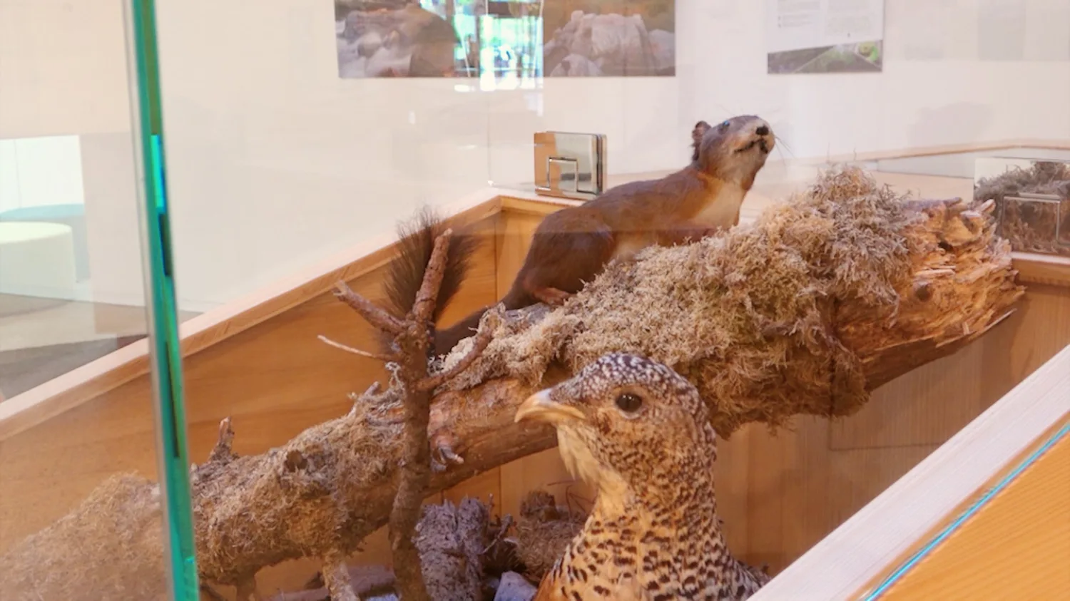Tierpräparate in der Ausstellung des Zentrums