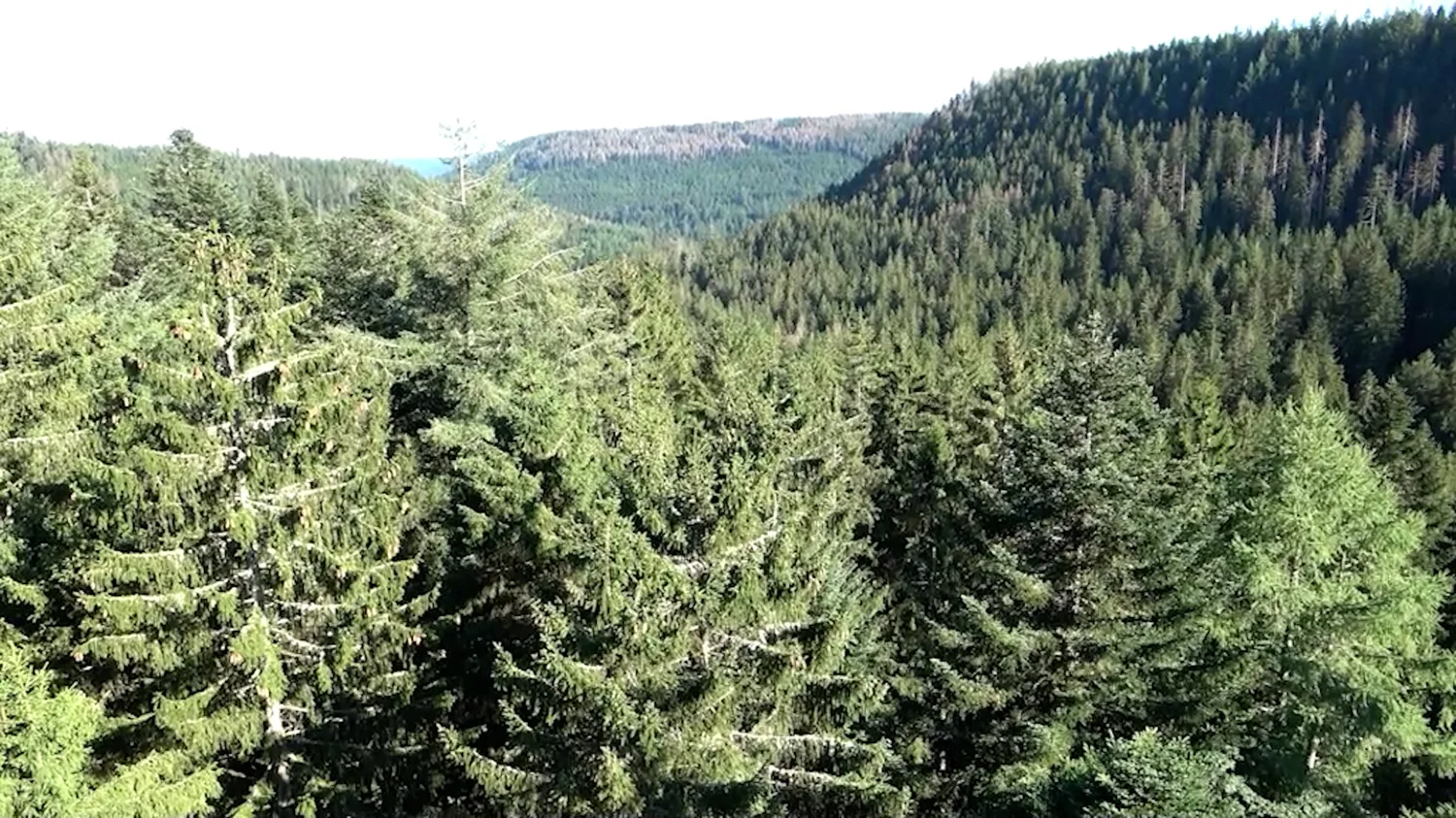 Blick über die bewaldeten Höhen des Nationalparks