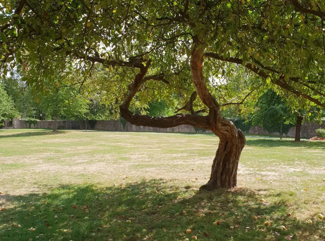 Alter Baum auf dem weitläufigen Schlossgelände