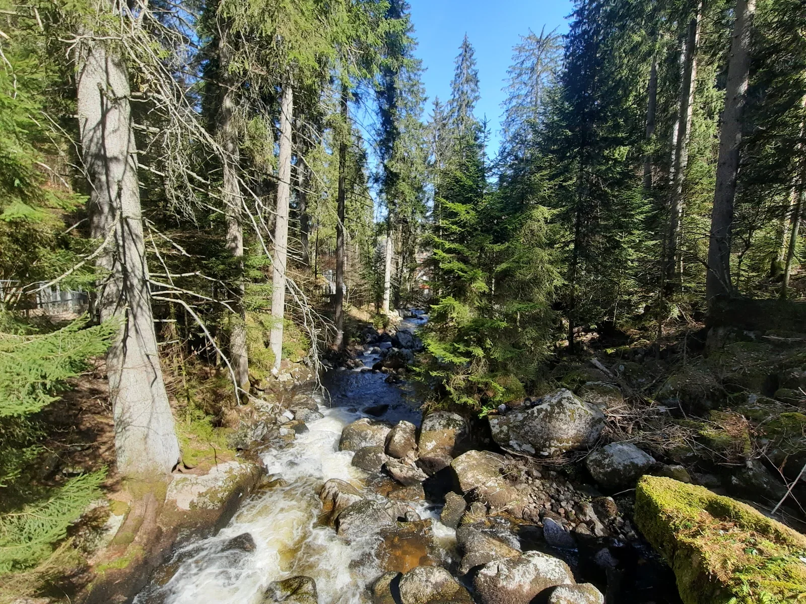 Die Gutach zwischen Tannen und Felsen