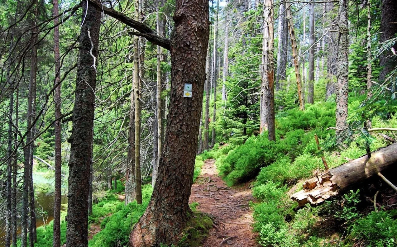 Der Steilpfad zum Wildsee durch den Bannwald