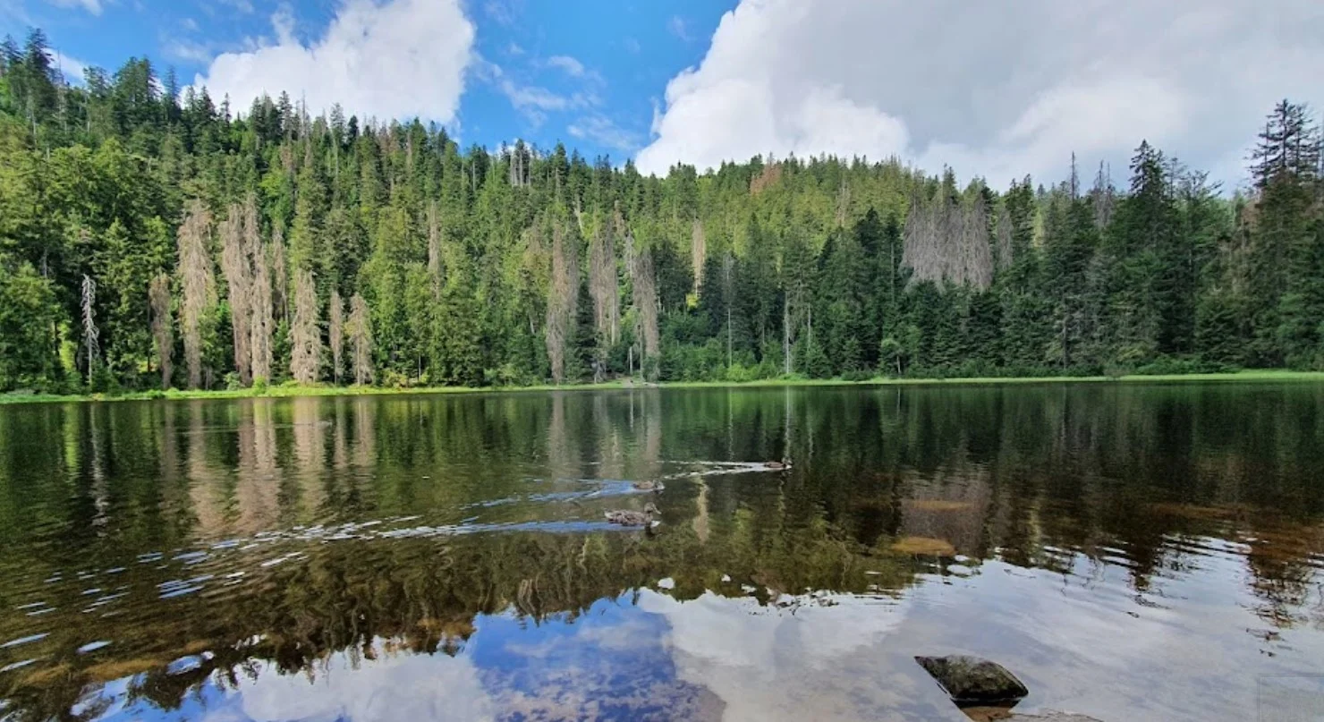 Der Wildsee im Bannwald