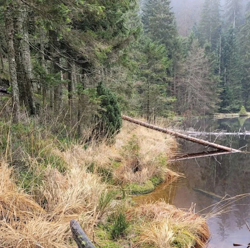 Der Wildsee mitten im ursprünglichen Bannwald