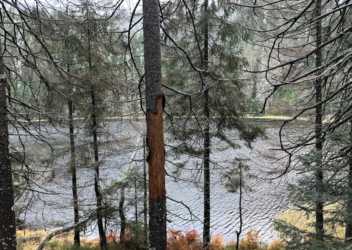 Abgestorbene Bäume am Ufer des Wildsees.