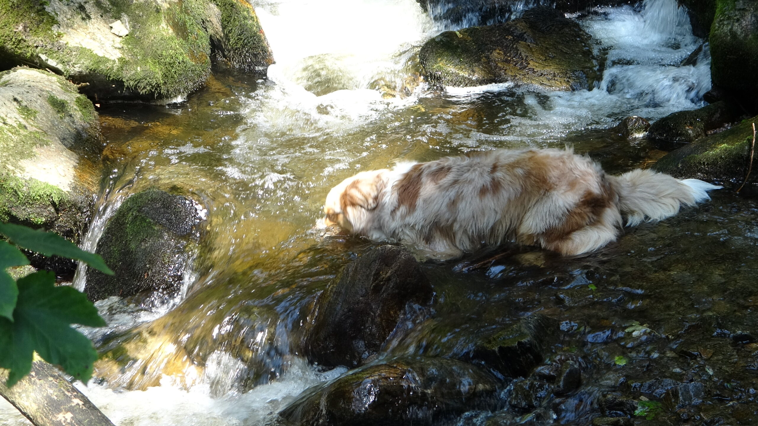 Hund kühlt sich im Bach der Ravennaschlucht ab