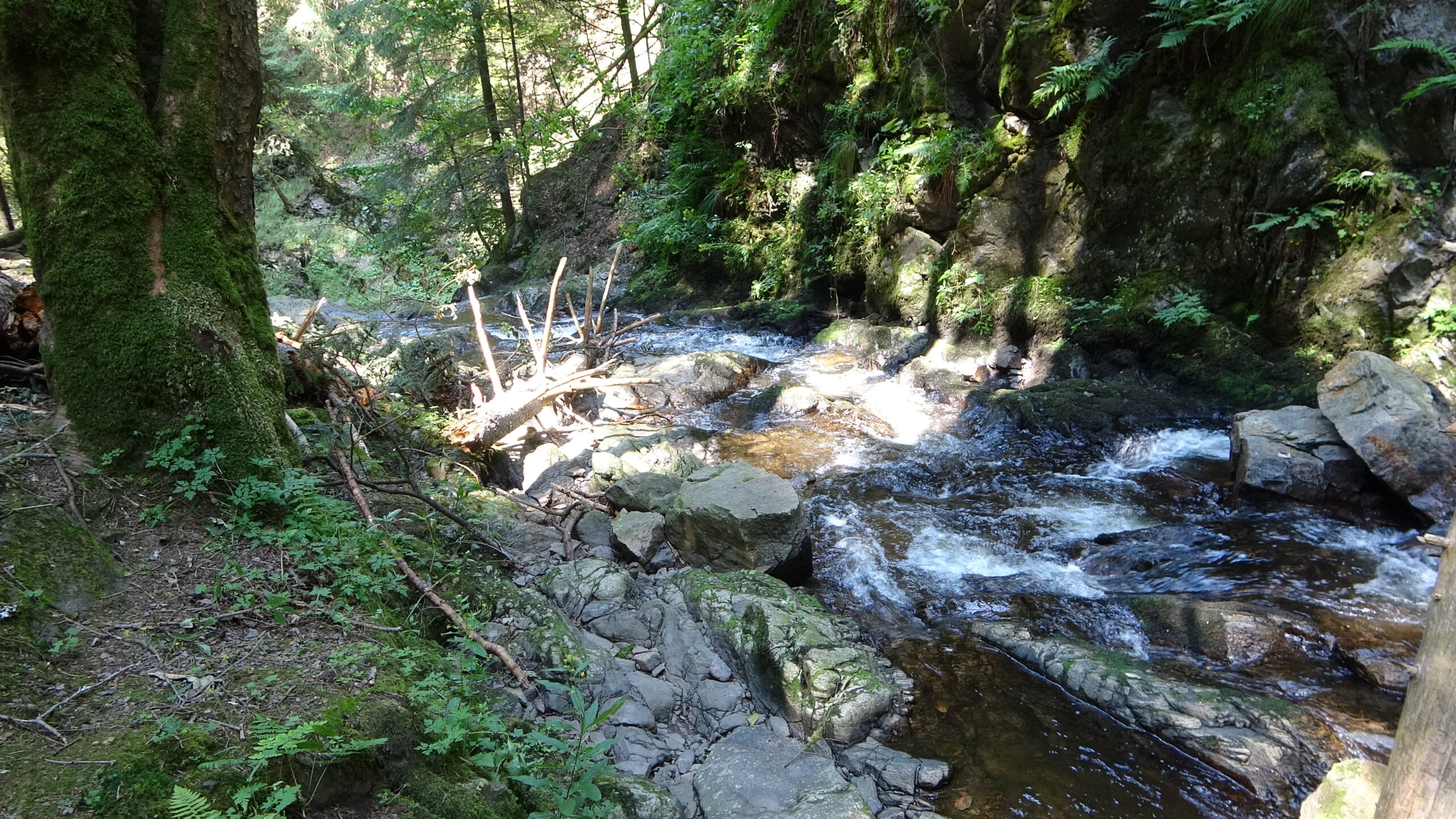 Felsen und Wald in der Ravennaschlucht