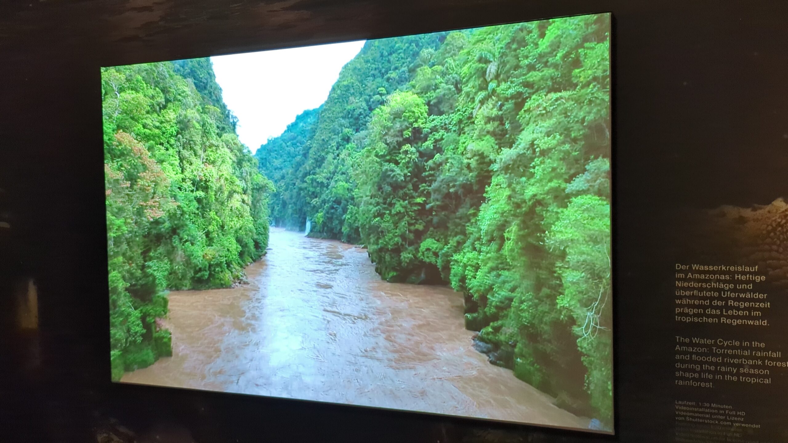 Urwaldfluss im Amazonien-Panorama