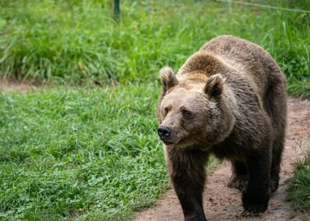 Bad Rippoldsau-Schapbach: Alternativer Wolf- und Bärenpark – Der andere Zoo im Schwarzwald