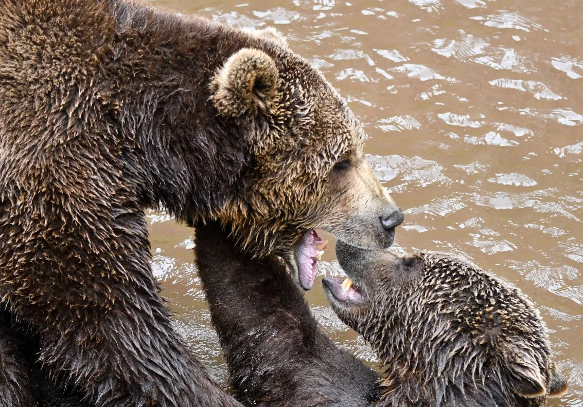 Zwei Bären toben im Wasser im Alternativen Wolf- und Bärenpark
